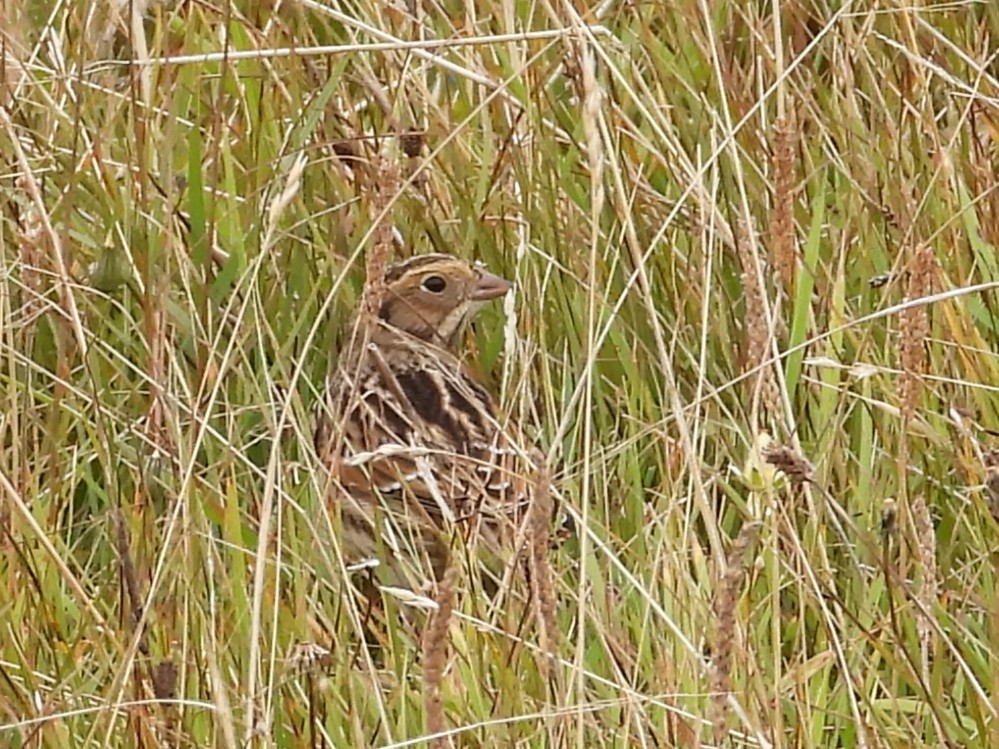 Lapland Longspur - ML641395949