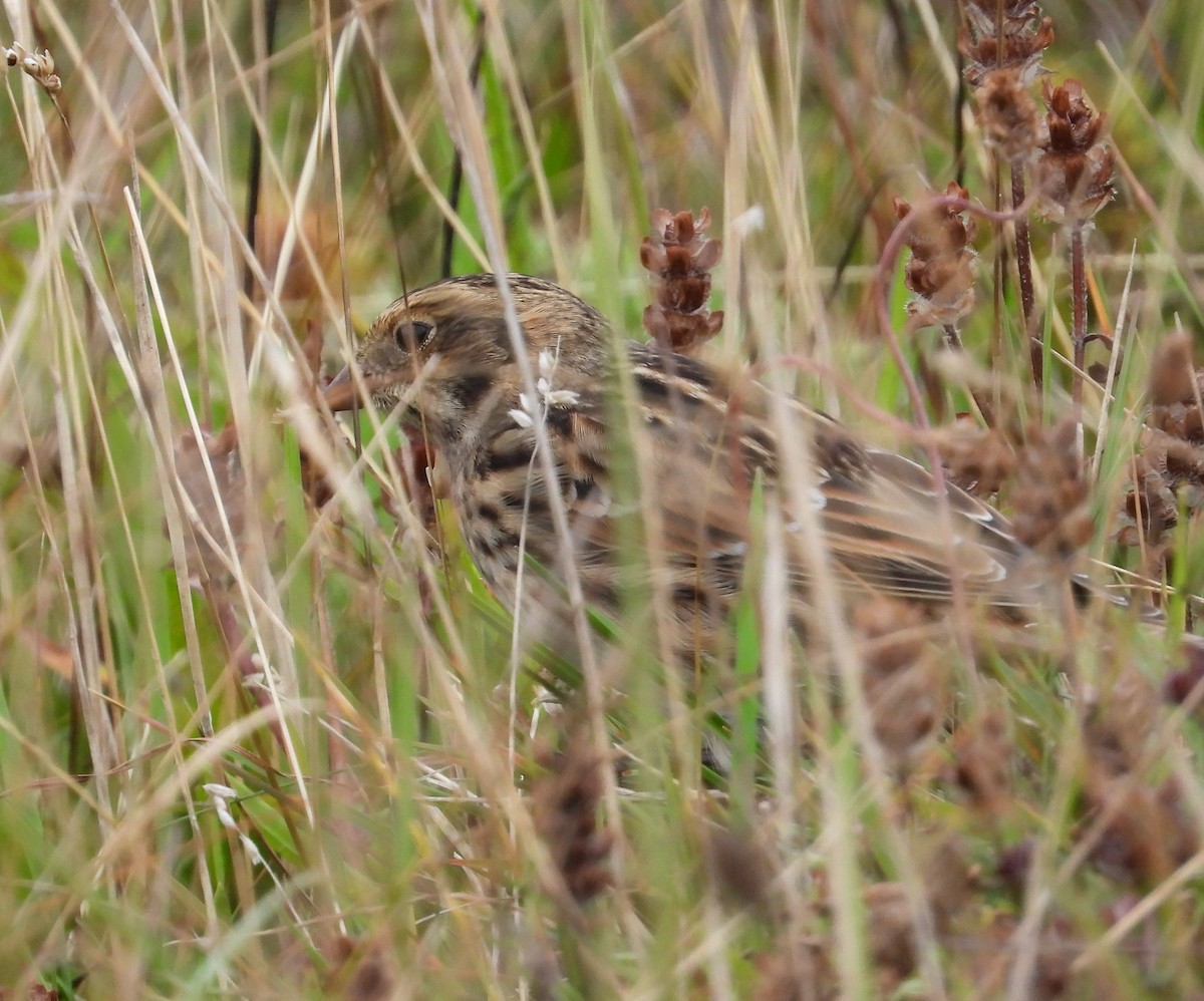 Lapland Longspur - ML641395950