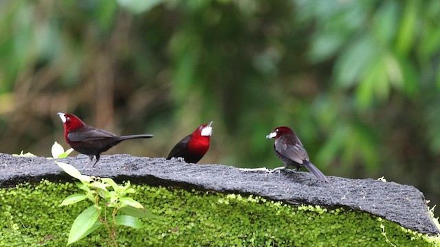 Silver-beaked Tanager - ML641395951
