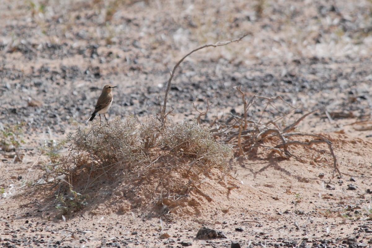 Isabelline Wheatear - ML641395955
