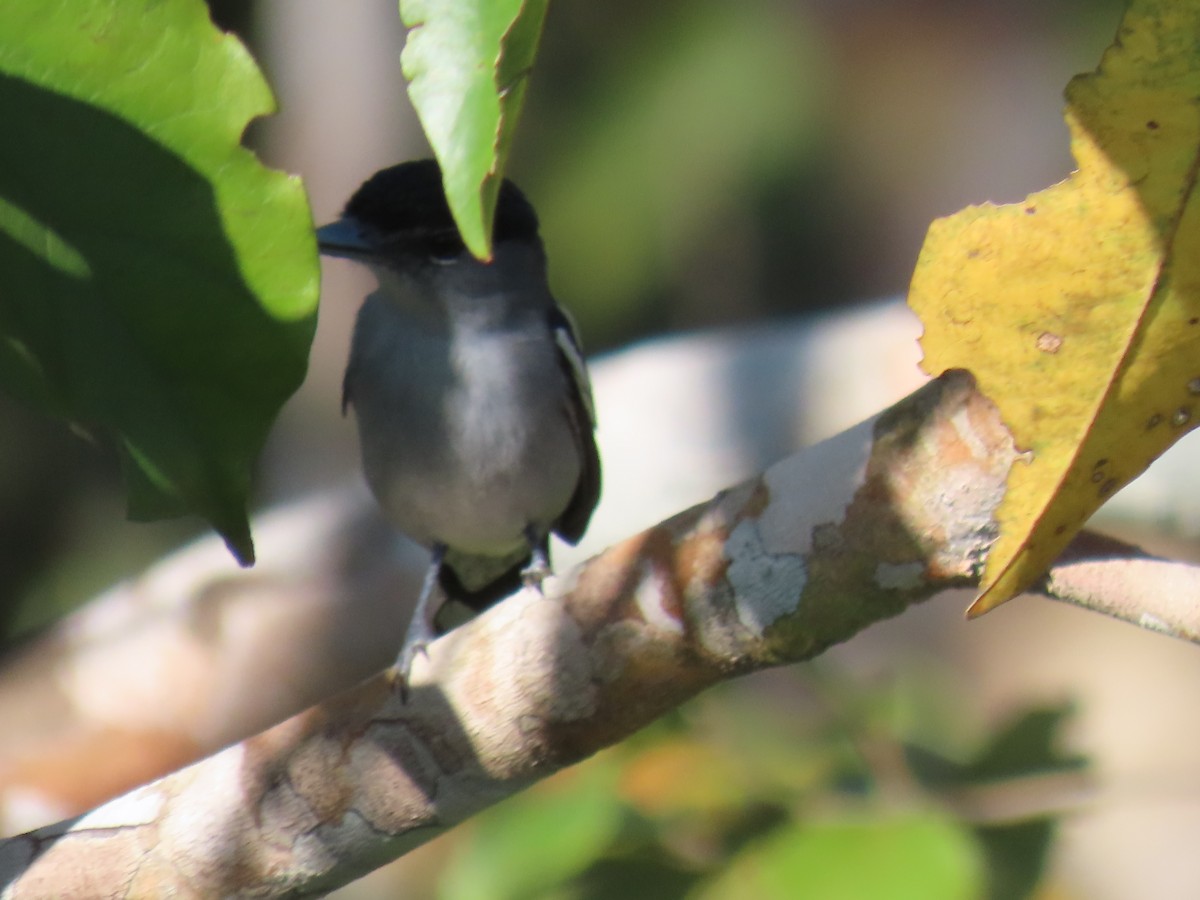 Black-capped Becard - ML641395961