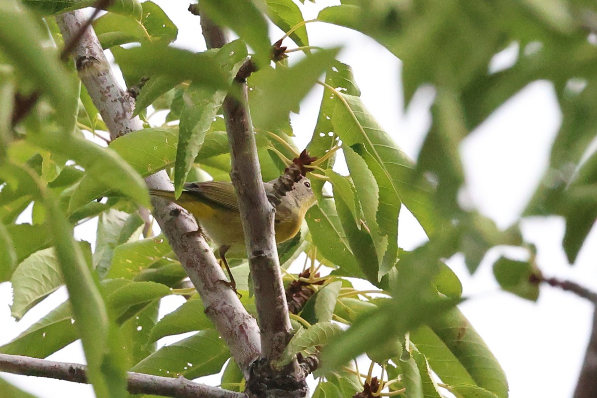 Nashville Warbler - ML641395962