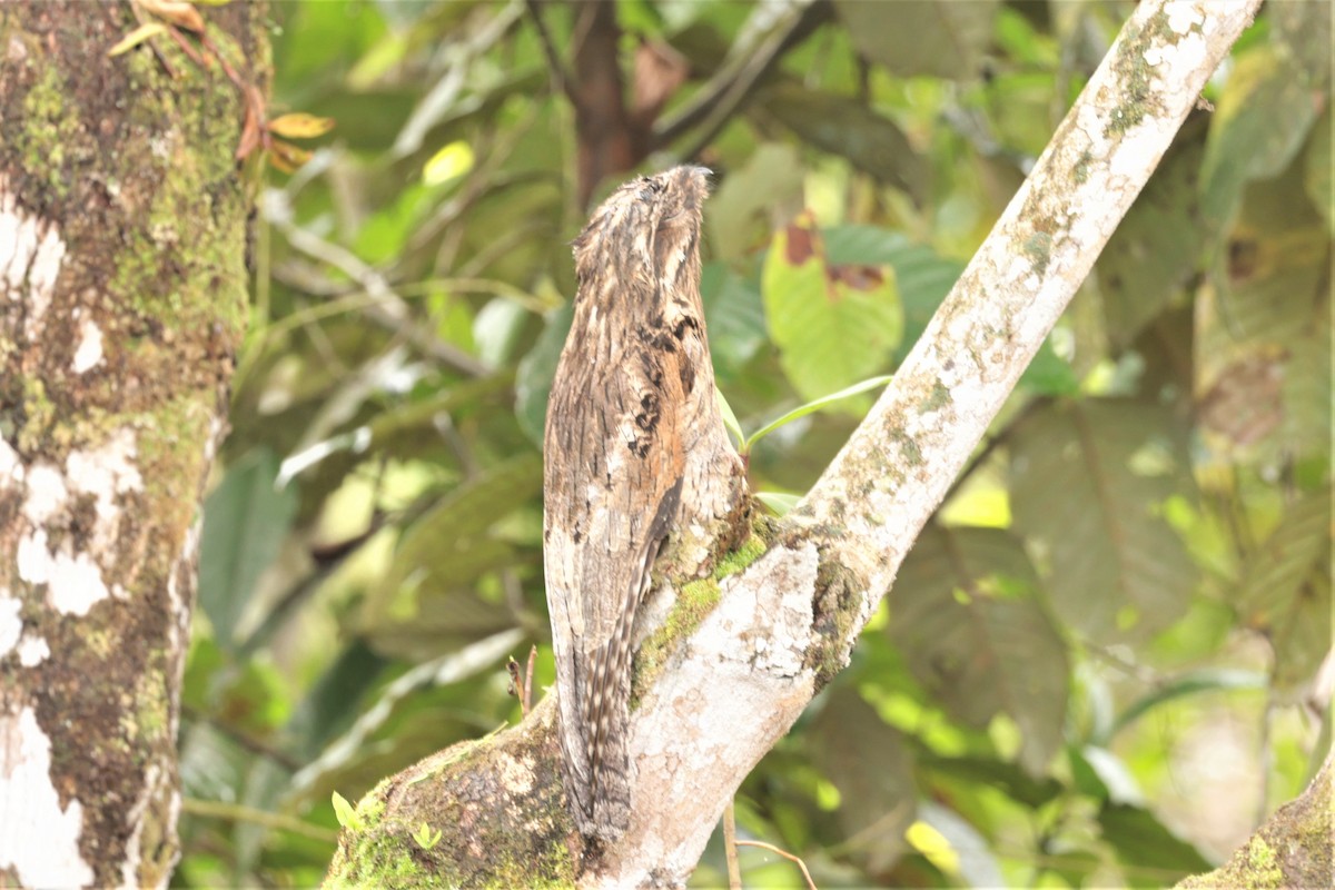 Common Potoo - ML641395968