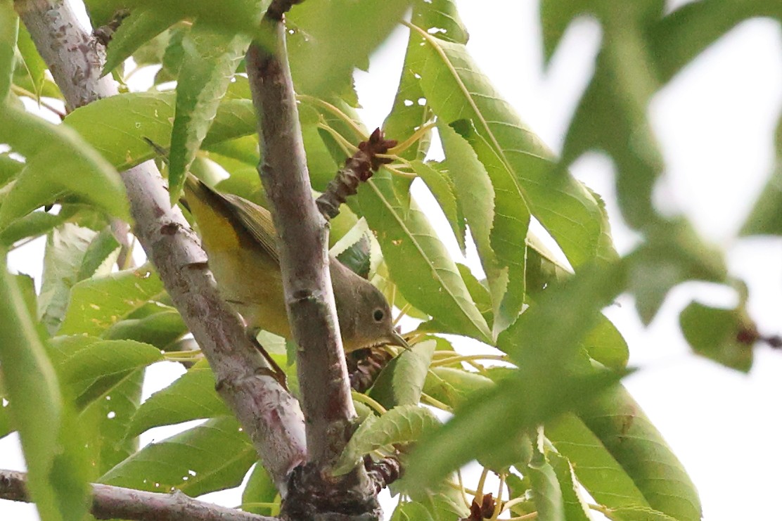 Nashville Warbler - ML641395970