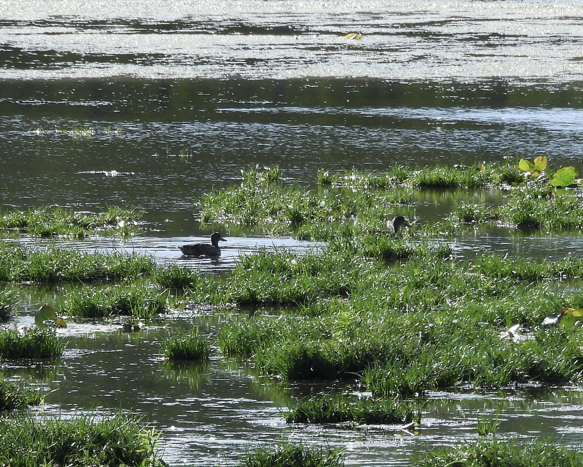 Blue-winged Teal - ML641395976