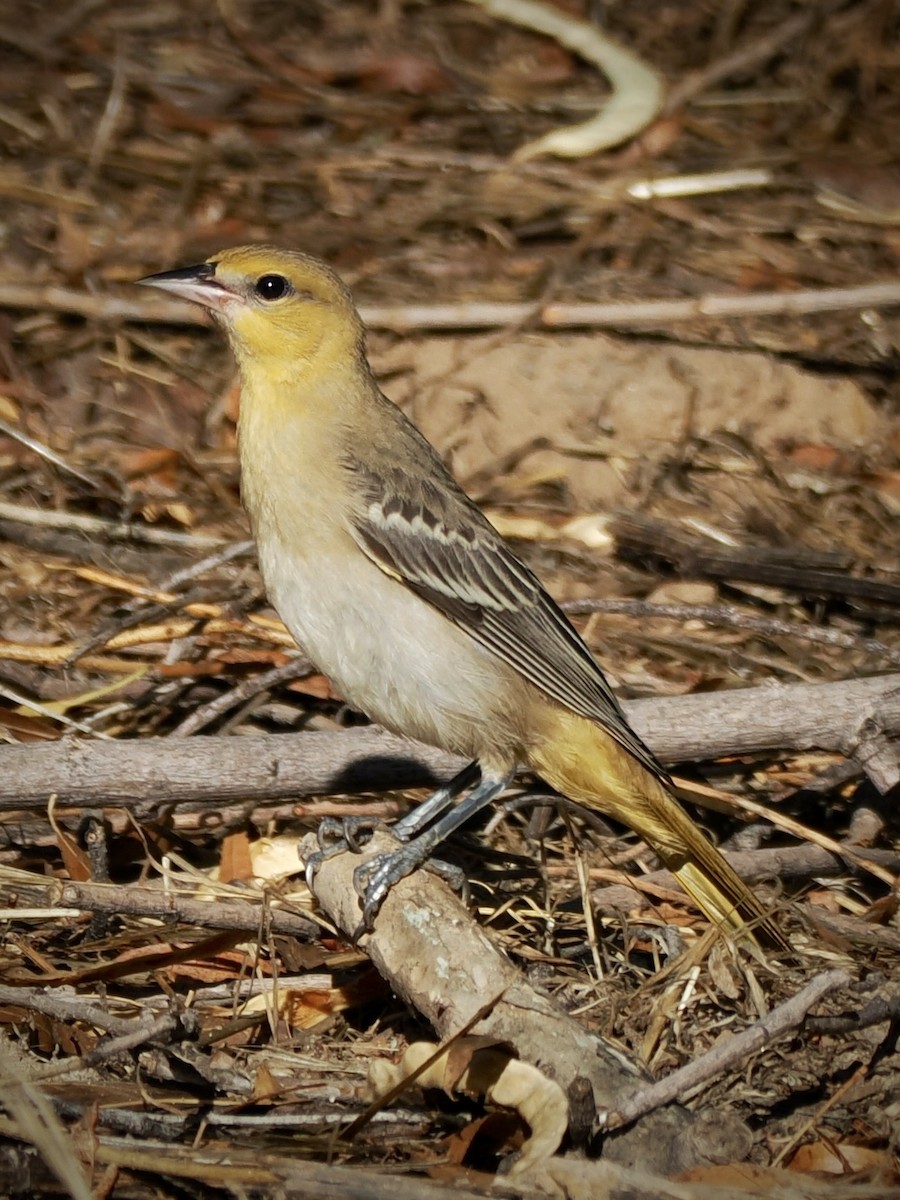 Bullock's Oriole - ML641395981