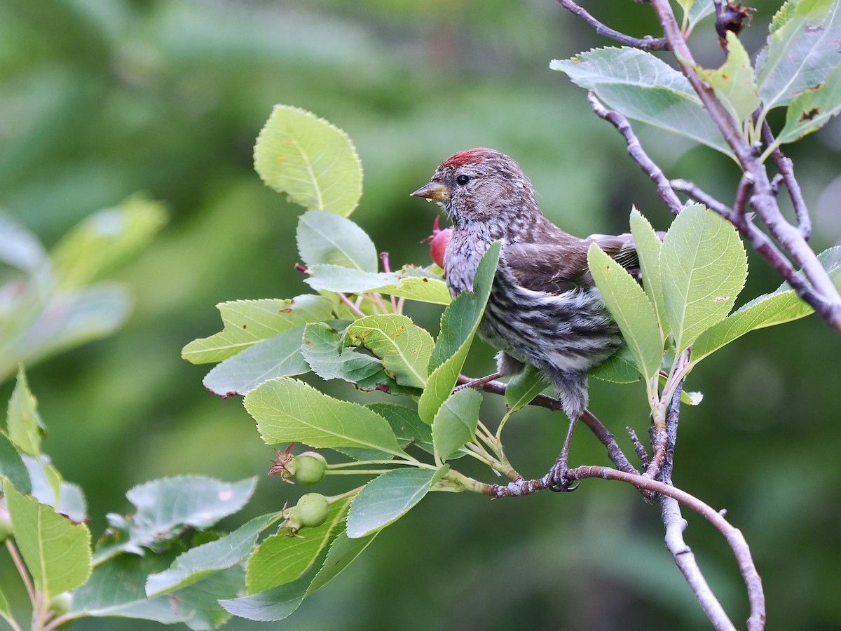 Redpoll (Common) - ML641395997