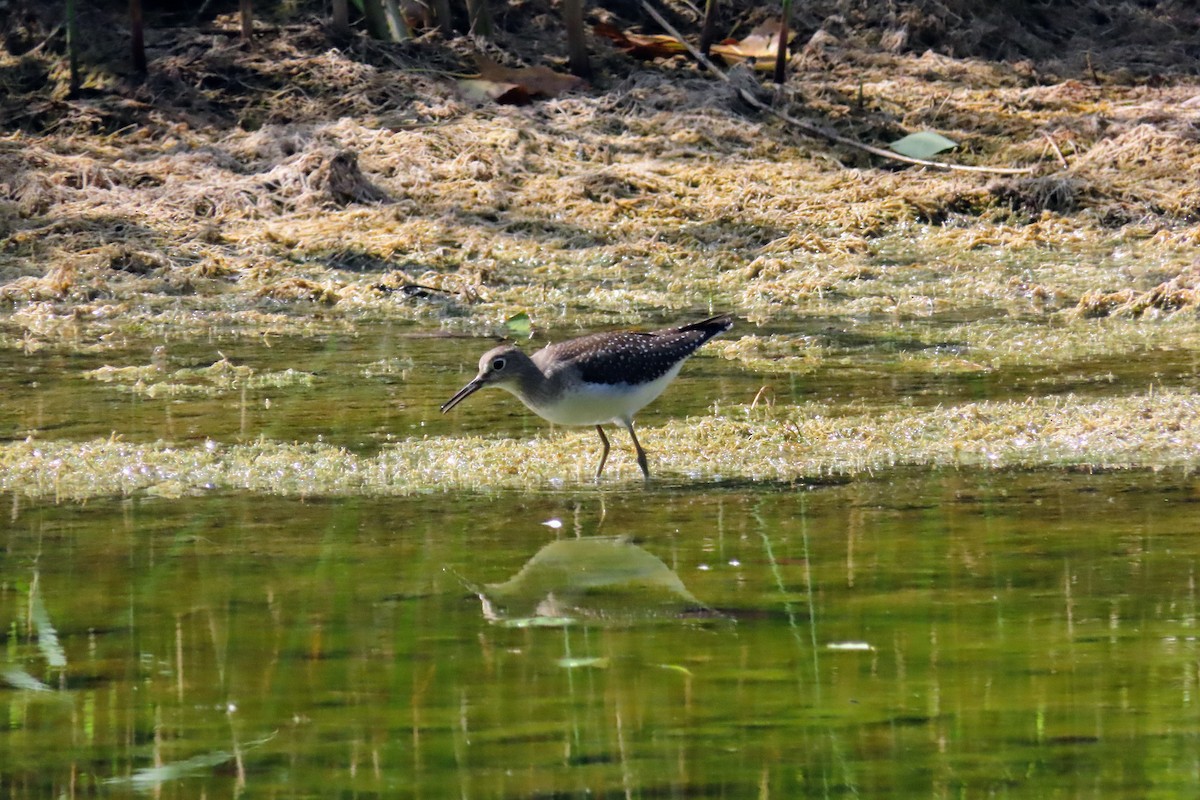 Solitary Sandpiper - ML641396008