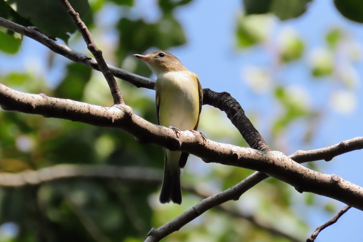 Warbling Vireo (Eastern) - ML641396021