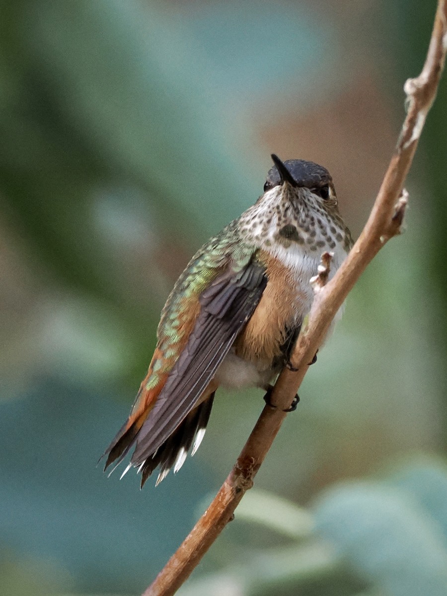 Rufous Hummingbird - ML641396034