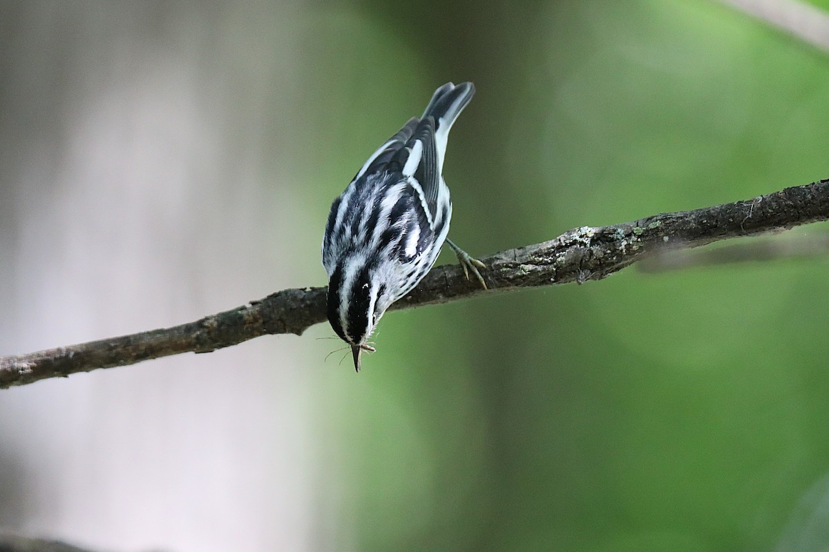 Black-and-white Warbler - ML641396042