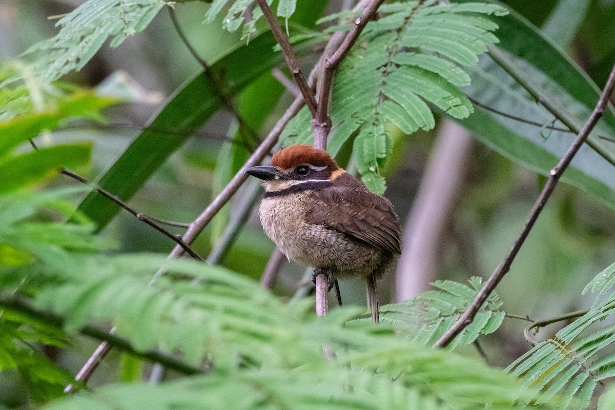 Chestnut-capped Puffbird - ML641396050
