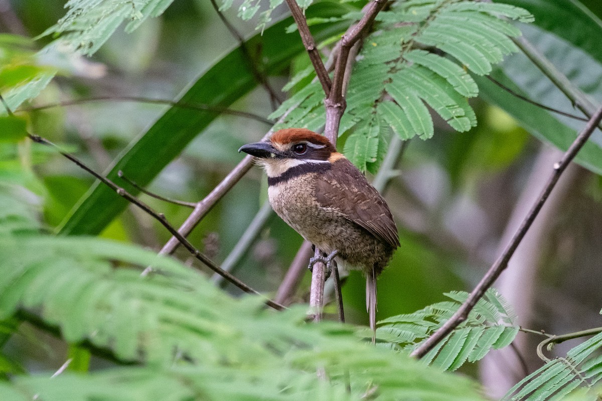 Chestnut-capped Puffbird - ML641396051