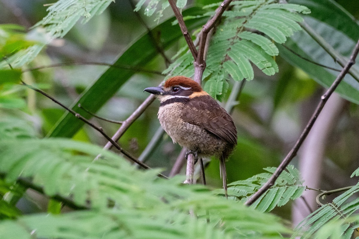 Chestnut-capped Puffbird - ML641396052
