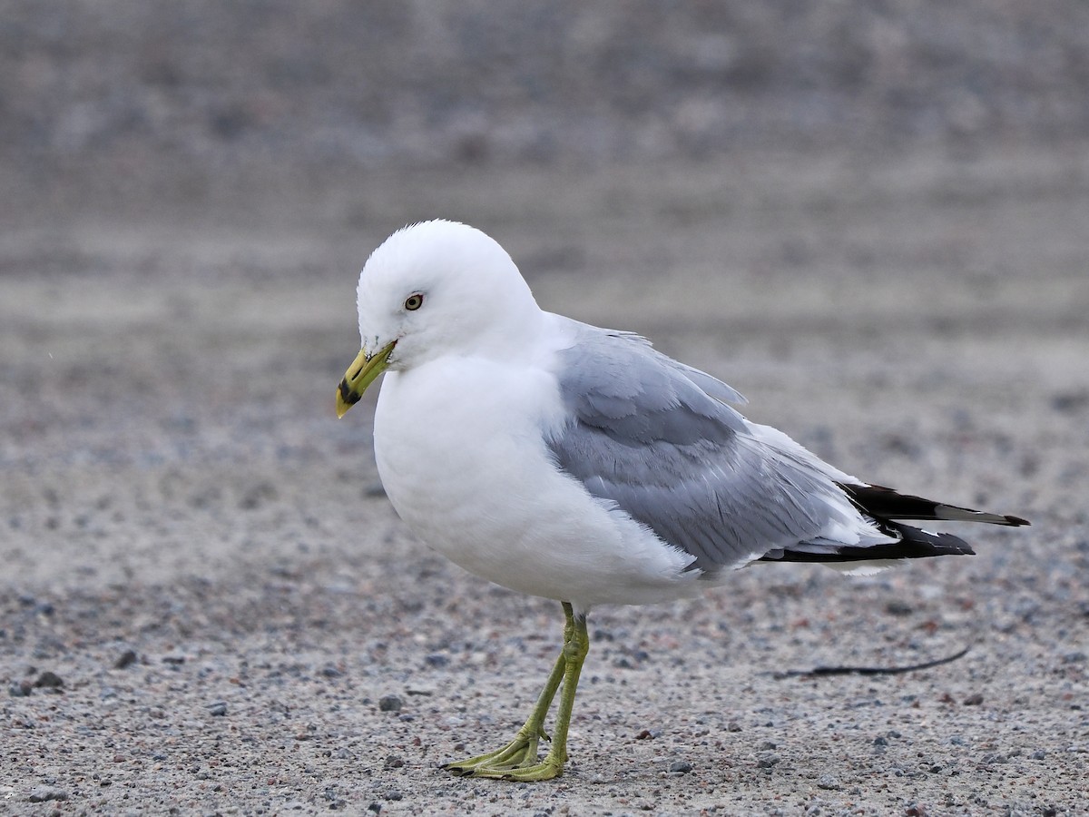 Ring-billed Gull - ML641396057