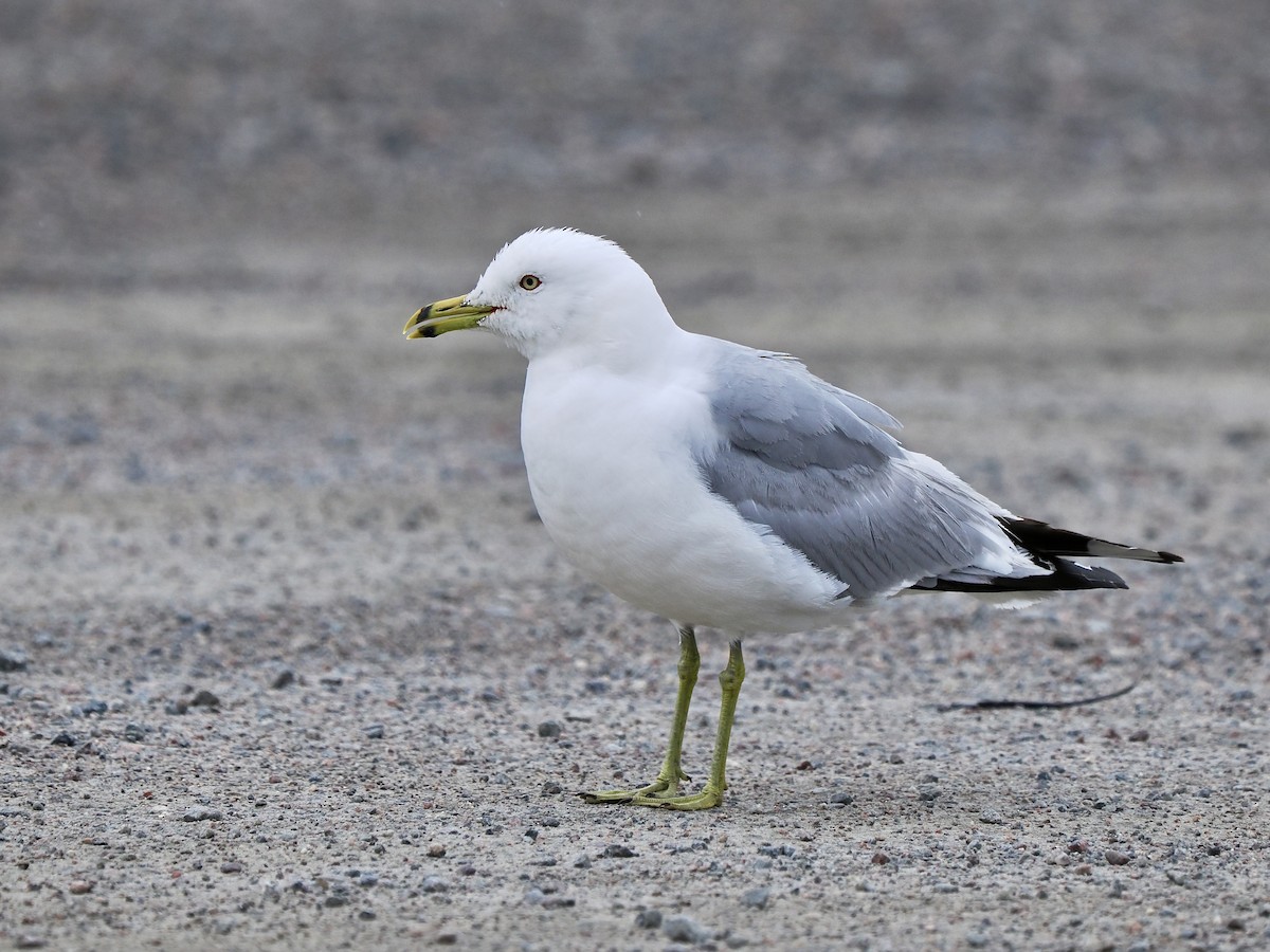 Ring-billed Gull - ML641396058