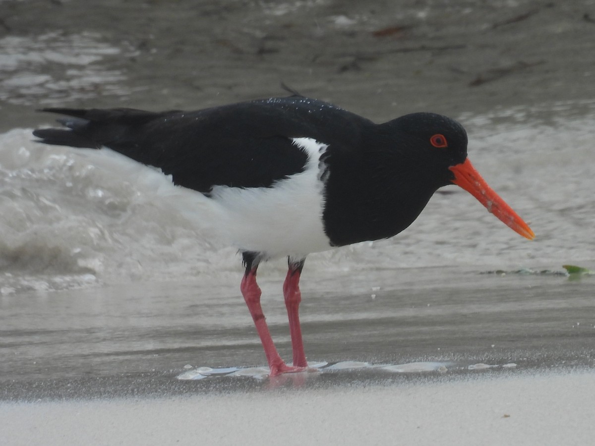 Pied Oystercatcher - ML641396061