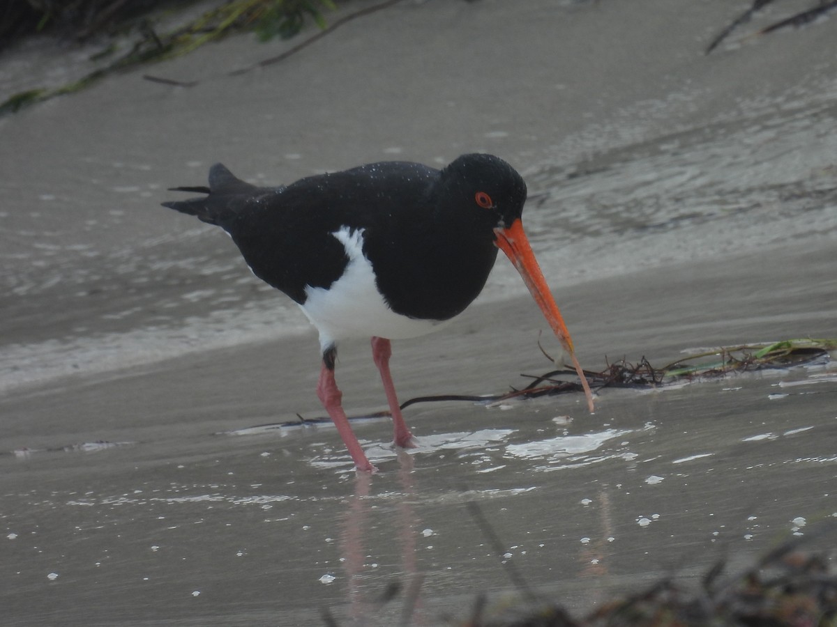 Pied Oystercatcher - ML641396062