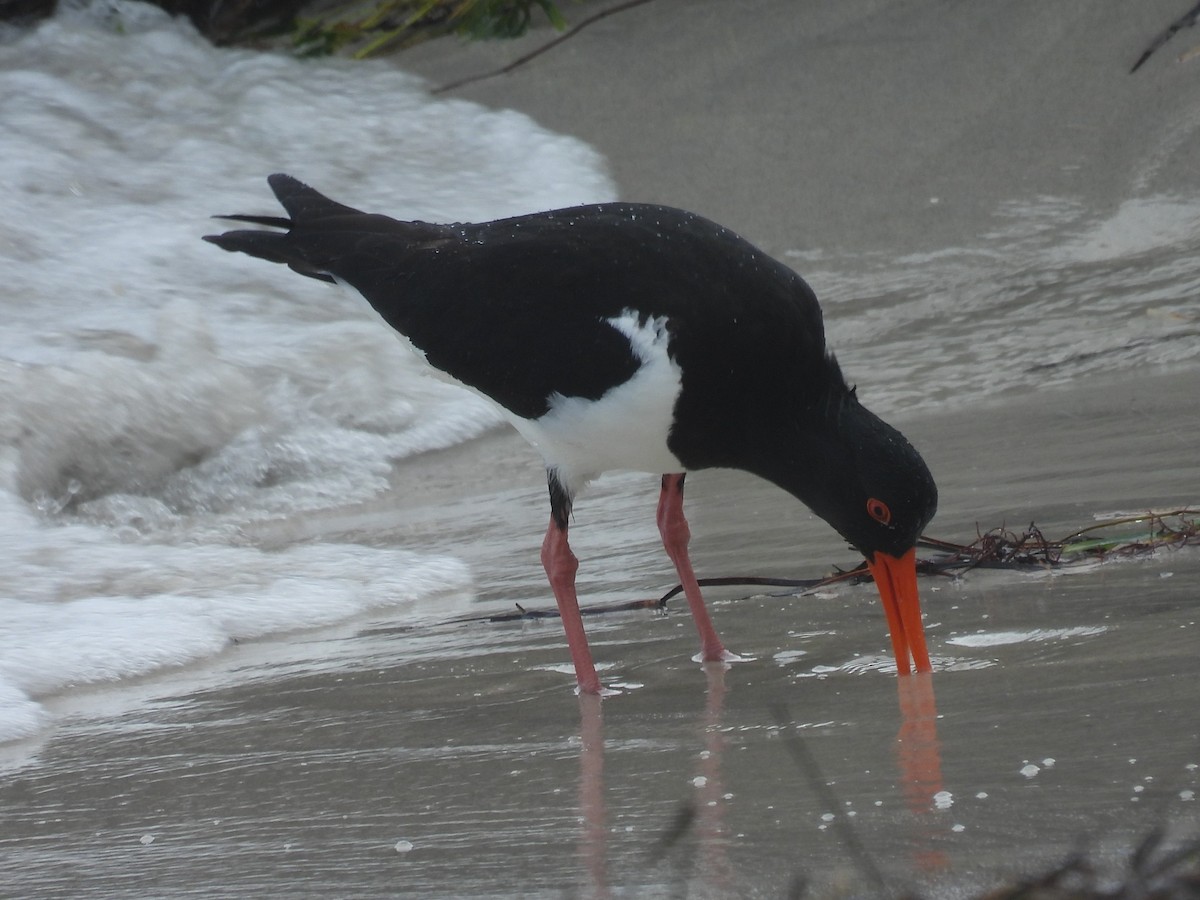 Pied Oystercatcher - ML641396063