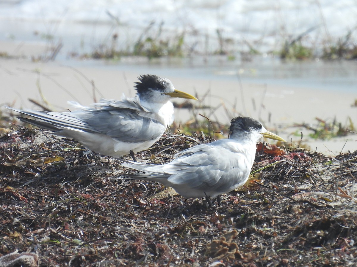 Great Crested Tern - ML641396076