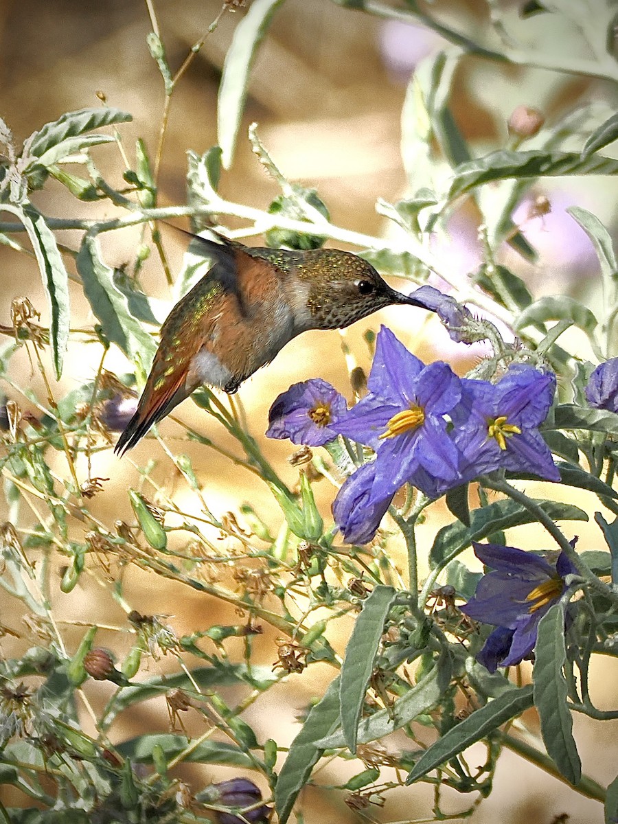 Rufous Hummingbird - ML641396077