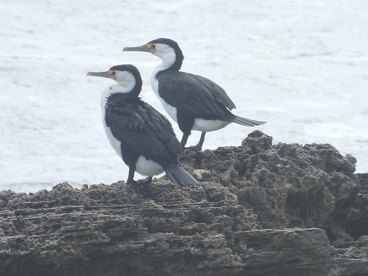 Pied Cormorant - ML641396082