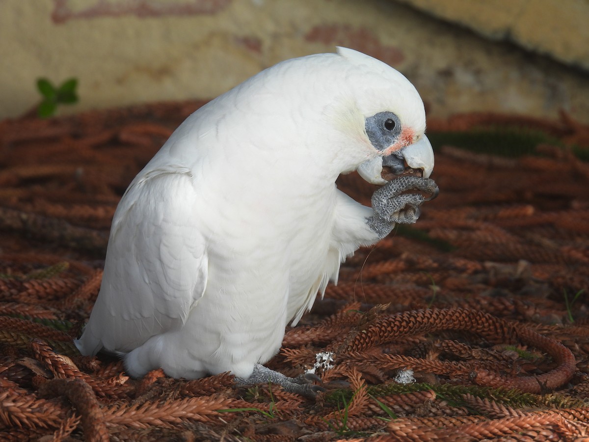 Little Corella - ML641396095