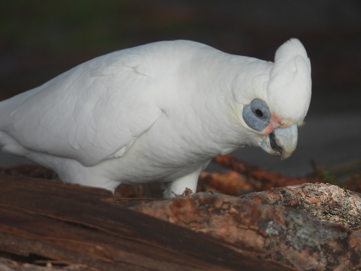 Little Corella - ML641396096