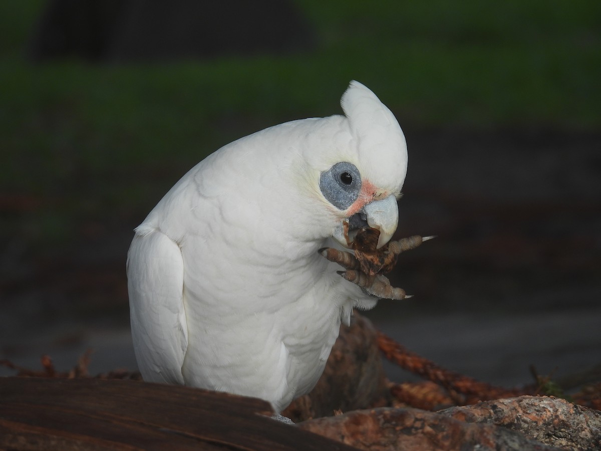 Little Corella - ML641396097