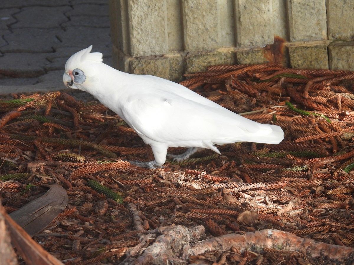 Little Corella - ML641396098