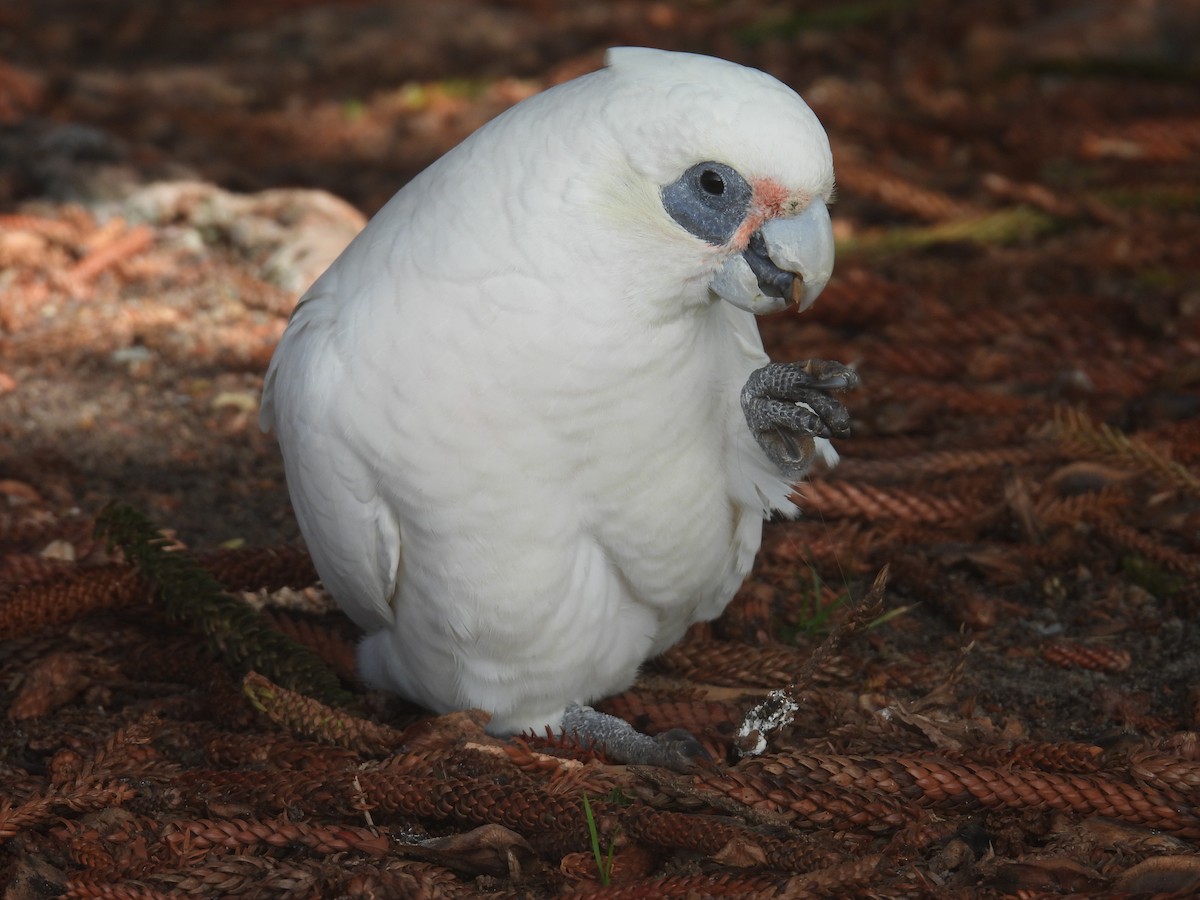 Little Corella - ML641396099