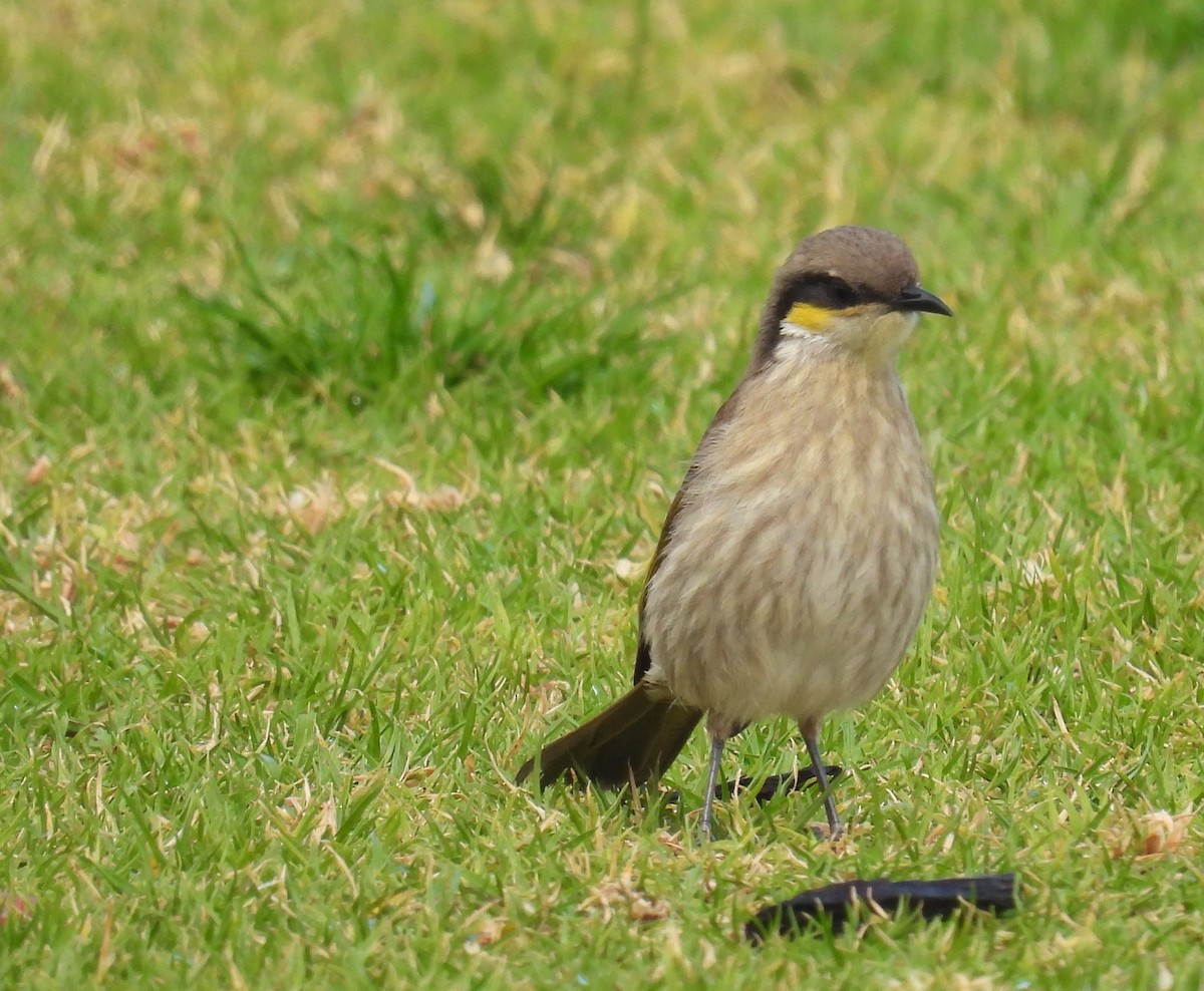 Singing Honeyeater - ML641396104