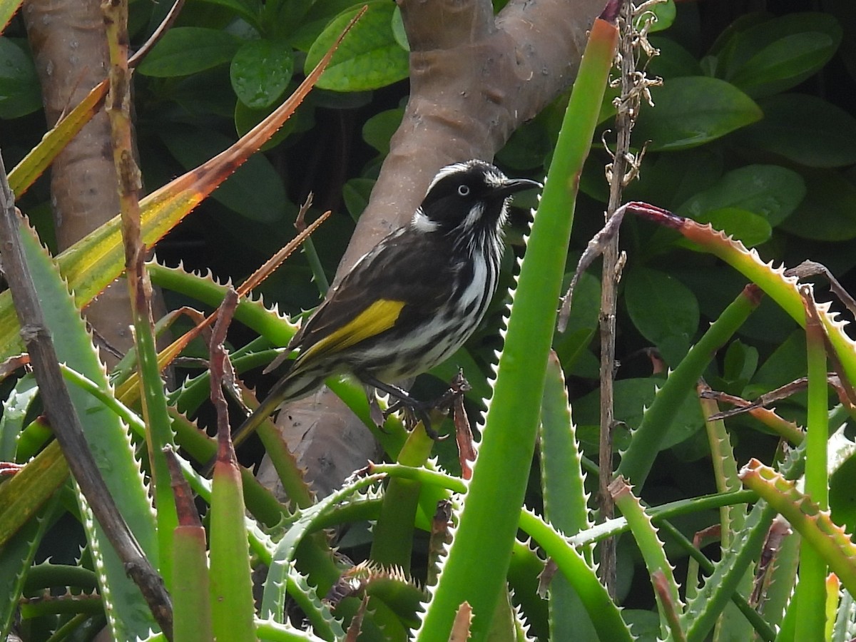 New Holland Honeyeater - ML641396108