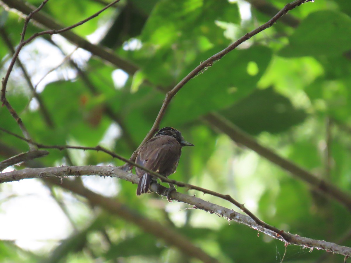 Varzea Piculet - ML641396109