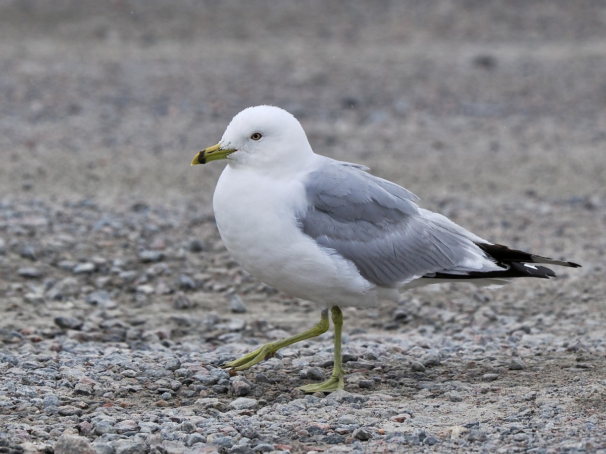 Ring-billed Gull - ML641396111