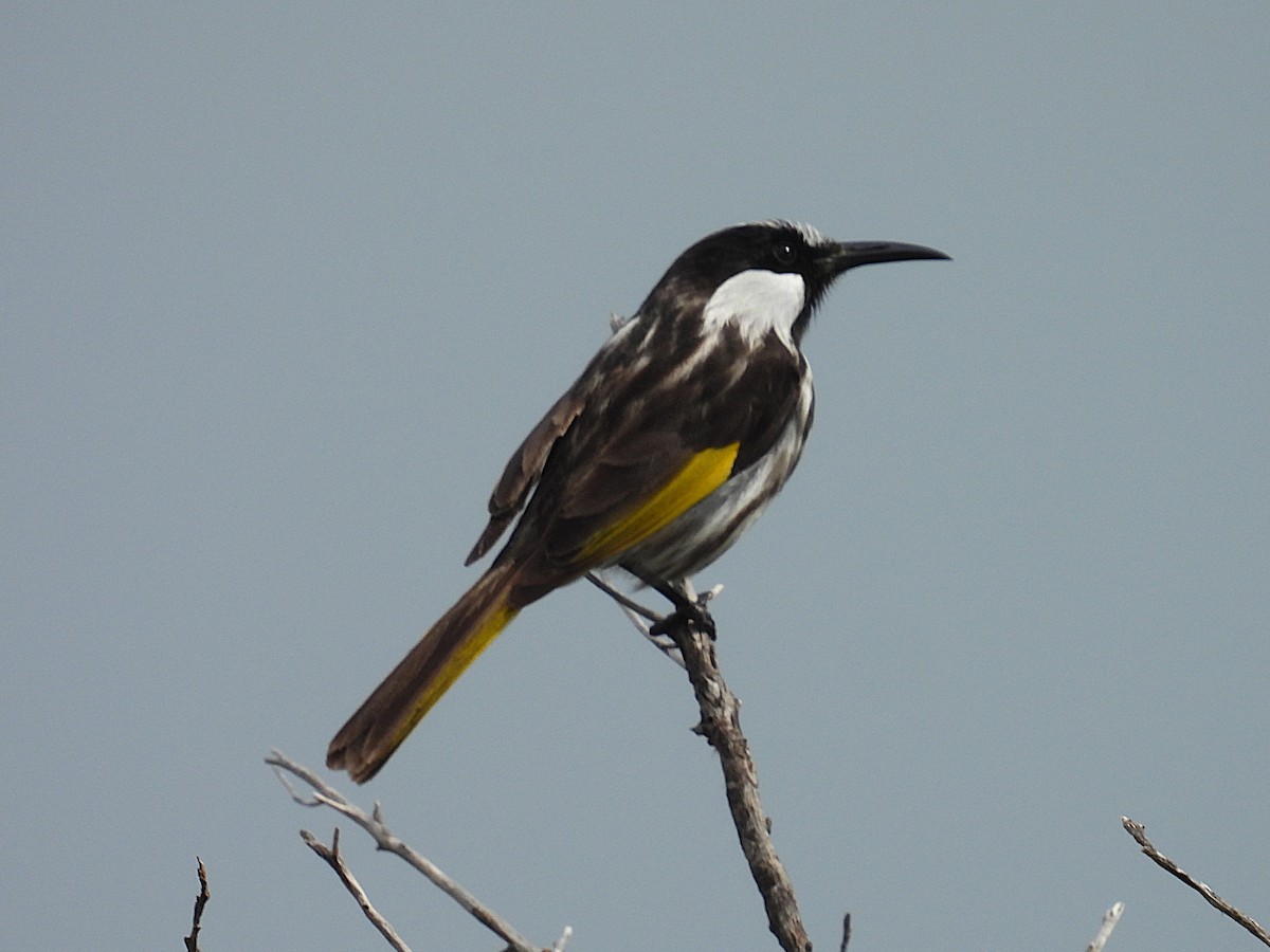 White-cheeked Honeyeater - ML641396119