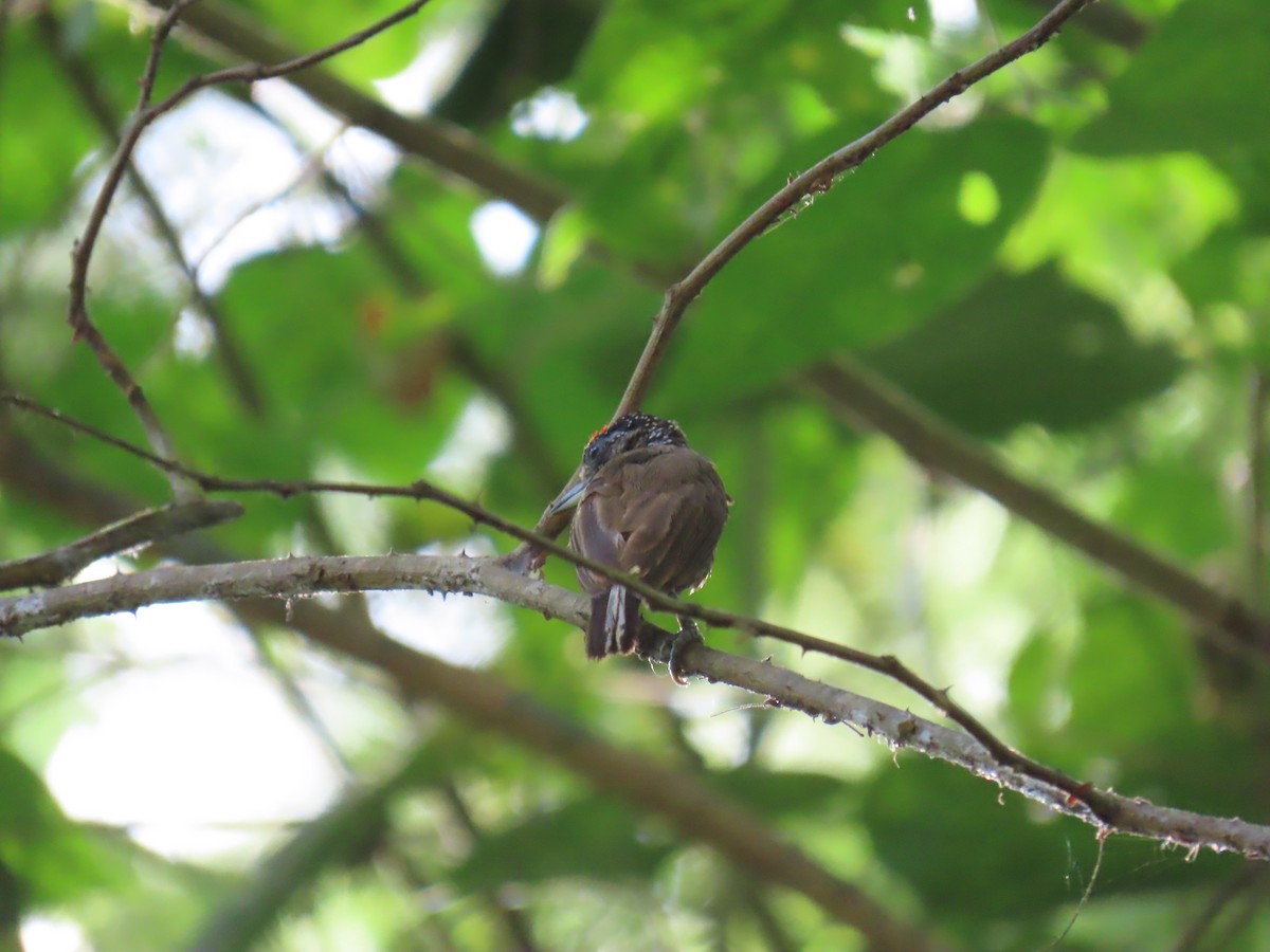 Varzea Piculet - ML641396120