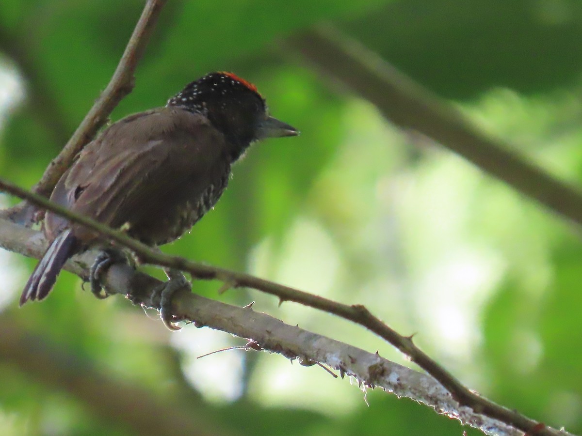 Varzea Piculet - ML641396125