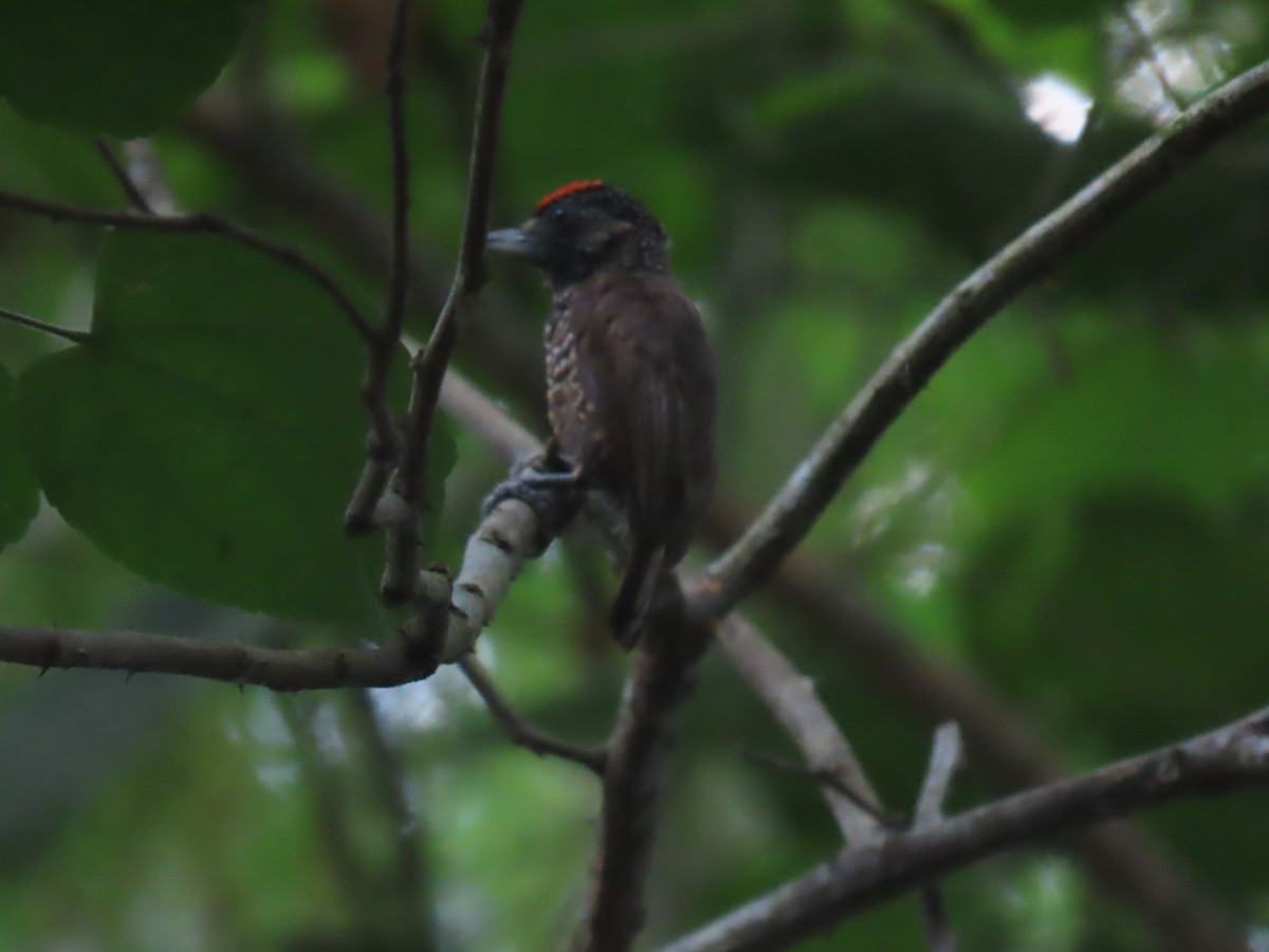 Varzea Piculet - ML641396129