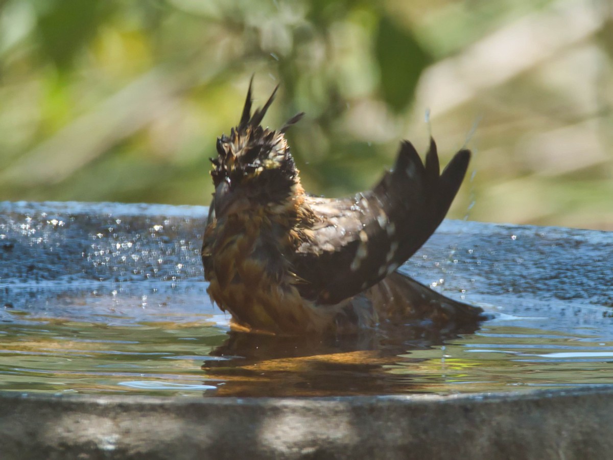 Black-headed Grosbeak - ML641396155