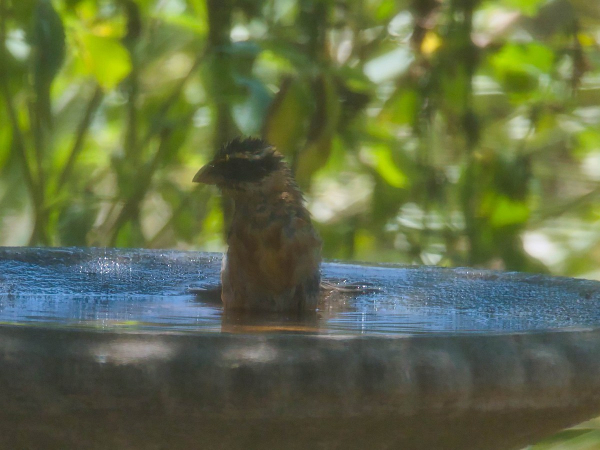 Black-headed Grosbeak - ML641396156