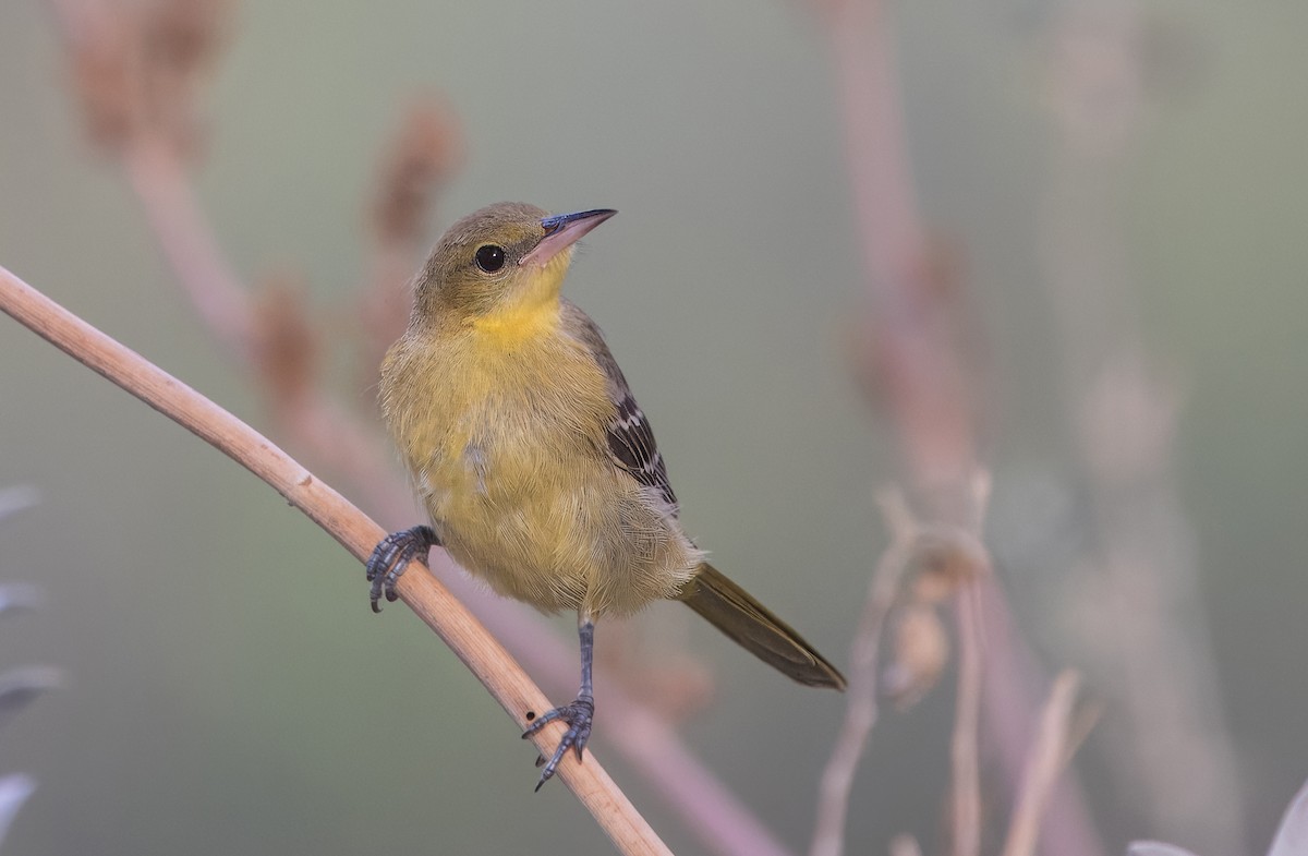 Hooded Oriole - ML641396198