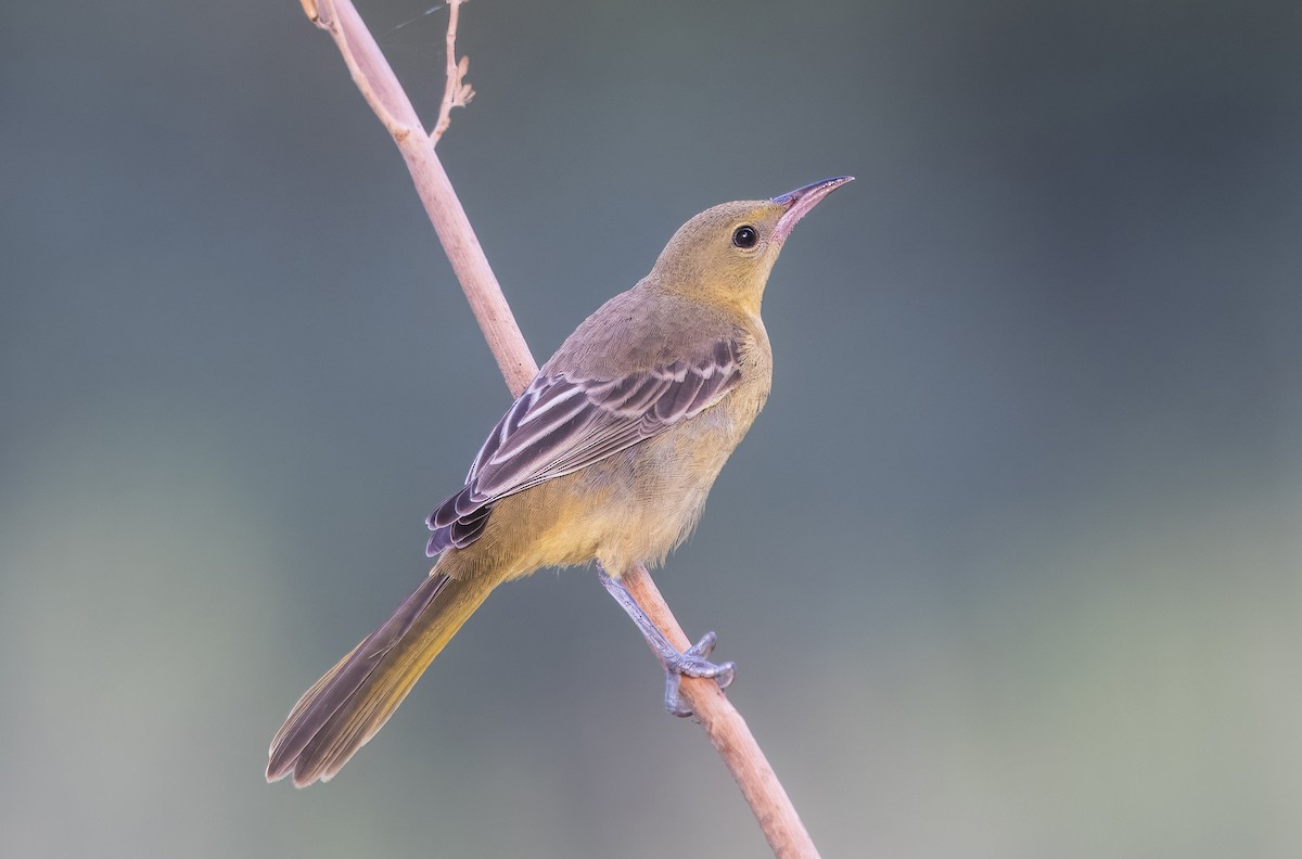 Hooded Oriole - ML641396202
