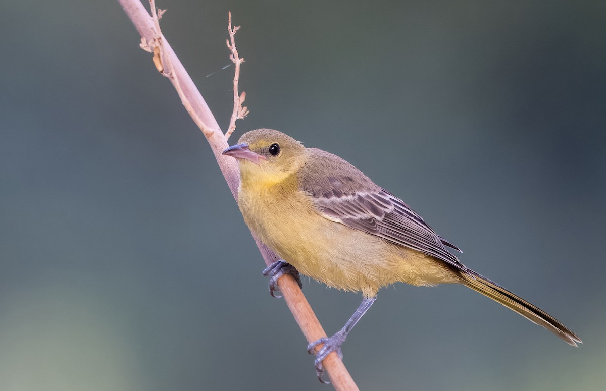 Hooded Oriole - ML641396208
