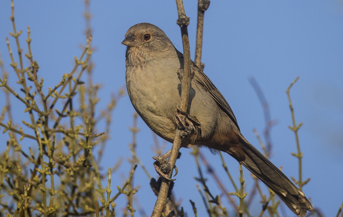 California Towhee - ML641396209