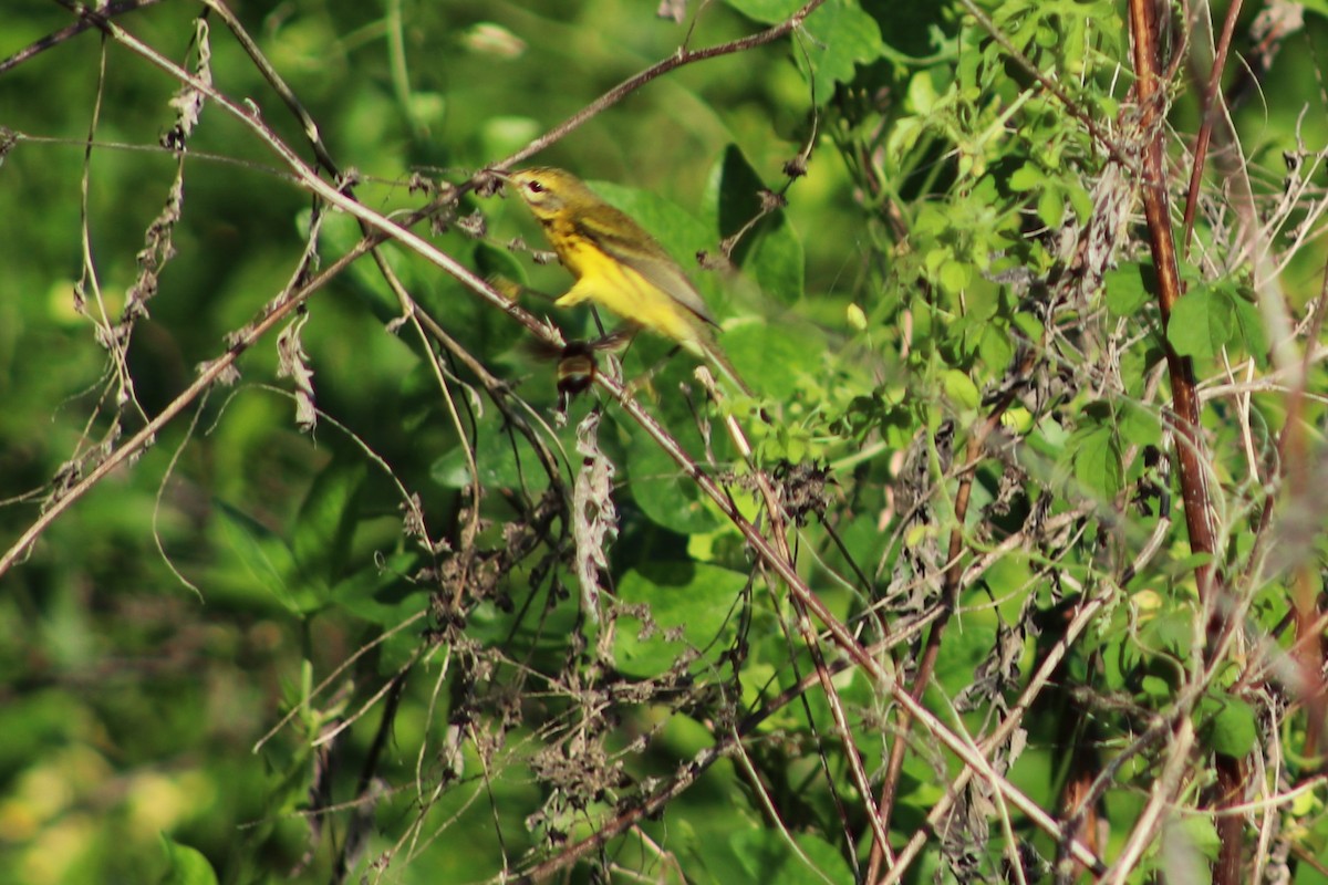 Prairie Warbler - ML641396236