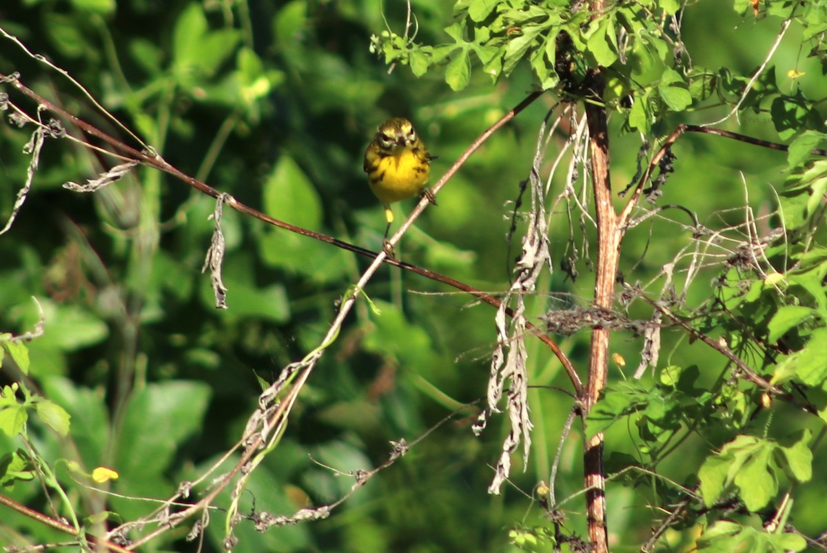 Prairie Warbler - ML641396237