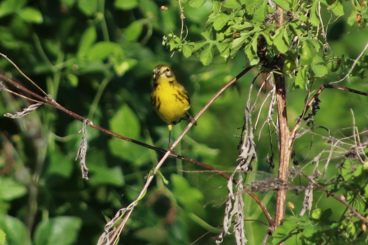 Prairie Warbler - ML641396238