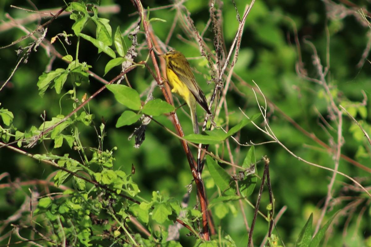 Prairie Warbler - ML641396239