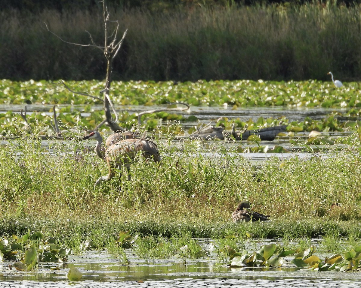Sandhill Crane - ML641396251